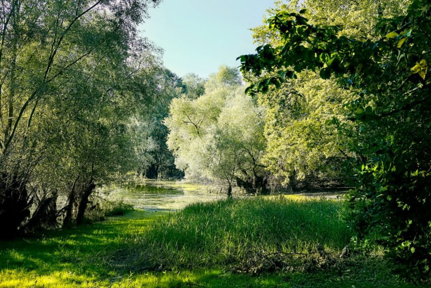 green-leafed trees