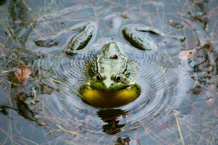 A frog is swimming in a pond with a green object in it's mouth