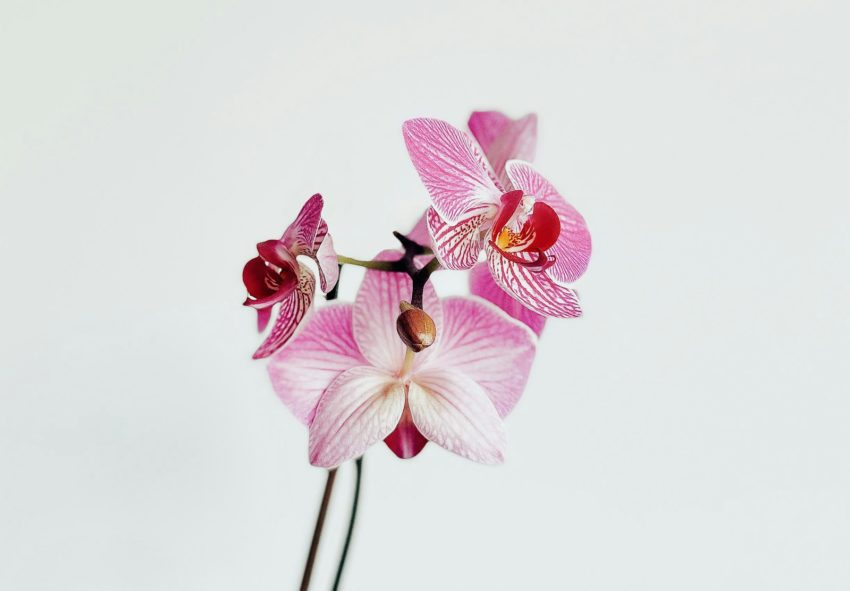 pink and white moth orchid in close up photography
